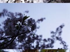 -鸡鸣寺