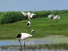 -黑龙江扎龙生态旅游区