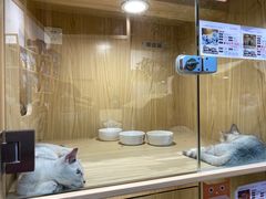 -屋虎猫馆(宝安大仟里店)