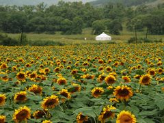 -塞罕坝国家级自然保护区