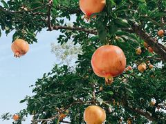 -西安华清御汤酒店