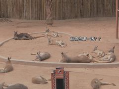 -深圳野生动物园