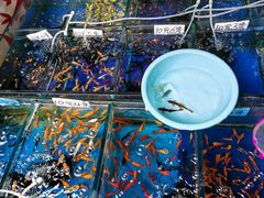 -清平路水族市场