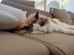 -猫腻·猫咖·撸猫馆(星光大道店)