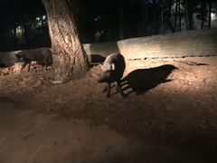 -清迈夜间动物园