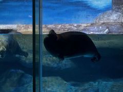 -海合安青岛极地海洋公园