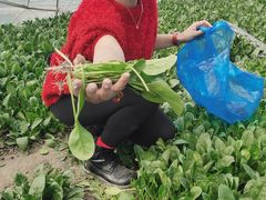 -喜杨洋草莓采摘园