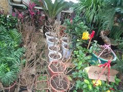 -秦美花卉(天朗·莱茵小城2期店)