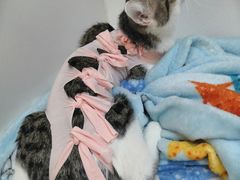 -关爱宠物医院·猫科中心·消化科(滨湖万达分院)
