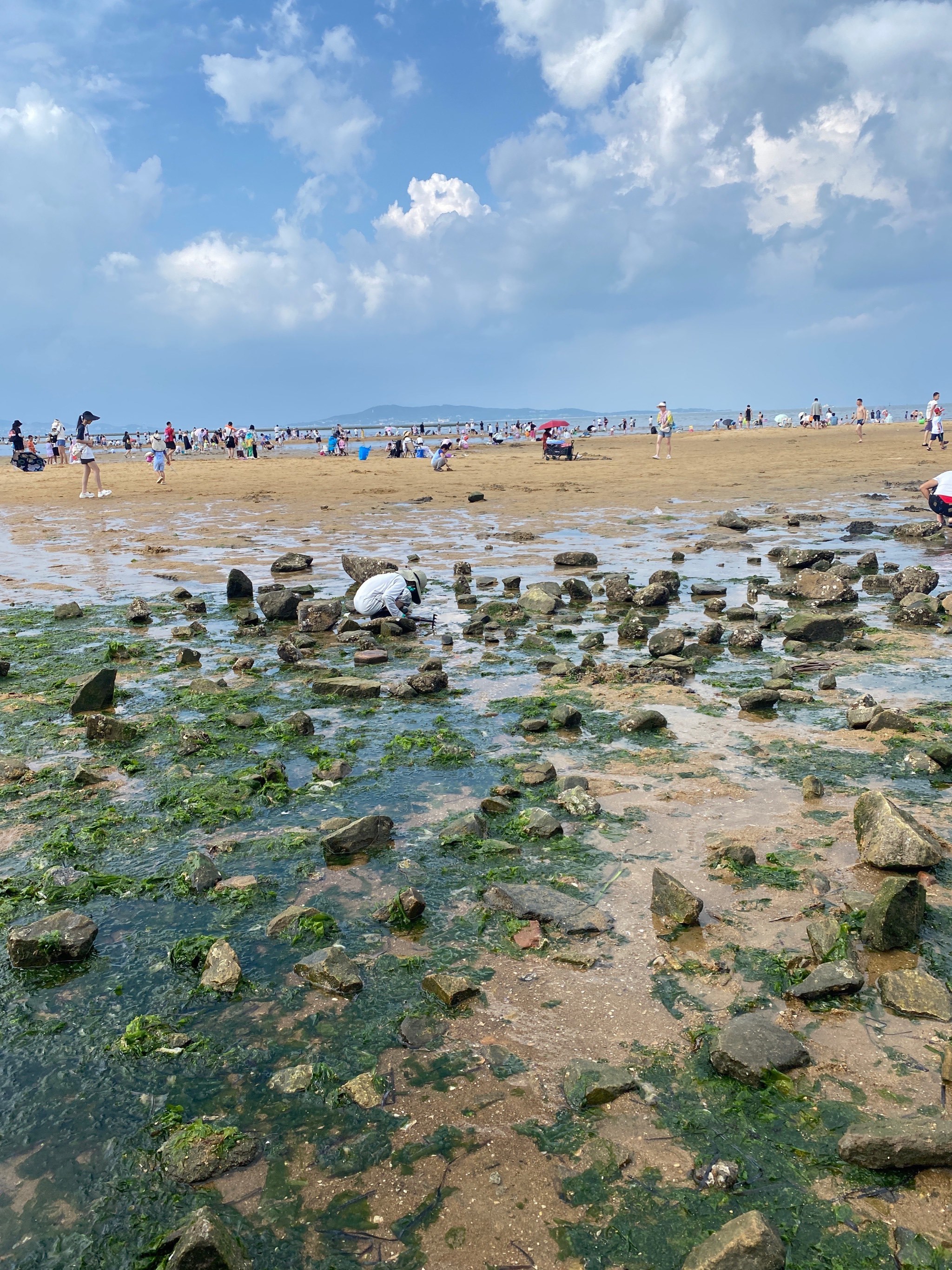 九龙湾公园适合赶海,看好潮汐时间去赶海