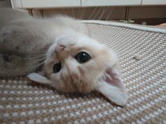 -宠物星动物医院·眼科·异宠·猫科(江南大道总院)