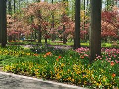 -东平国家森林公园