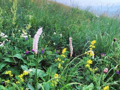 -白草畔自然风景区