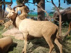 -国家自然博物馆