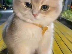 -猫十亿·布偶金渐层·曼基康矮脚猫舍(青年路店)