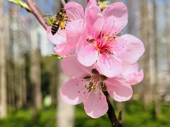 -新虹桥中心花园
