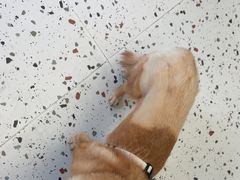 -瑞派康怡24h宠物医院·犬猫医疗中心·微创绝育(瑞景分院)