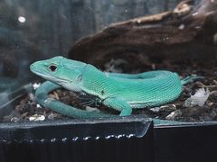 -酷以爬仙阁实体爬宠店·守宫·蜥蜴·专业繁育