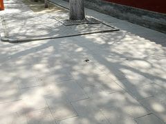 -护国法轮寺