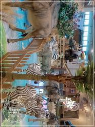 -卡通尼·Safari非洲探索乐园·生日会(金桥国际商业广场店)