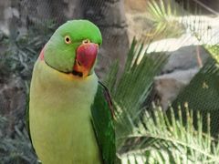 -南宫五洲植物乐园