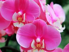 -北京植物园-展览温室