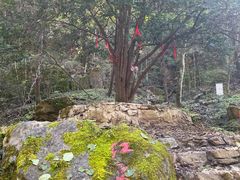 -牛背梁国家森林公园