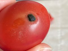 -百果园(芳华路店)