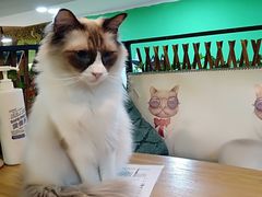 -李小姐の猫咖啡馆(五角场店)