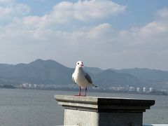 -海埂大坝
