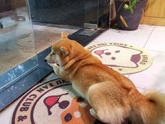 -柴务处·柴犬主题狗咖