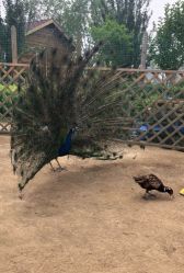 -萌宠亲子动物乐园(槐房万达店)