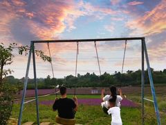 -紫颐香薰山谷景区