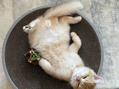 -lincat·猫舍(广州店)