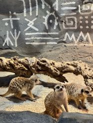 -Zoolung Zoolung动物主题公园(海信广场店)