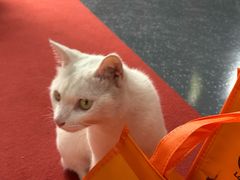 -龙华素斋(龙华路店)