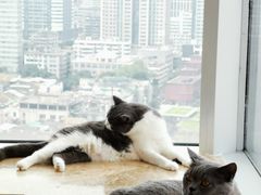 -Catmate·猫肥家润(金润铂宫店)