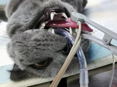 -关爱宠物医院·猫科中心·消化科(滨湖万达分院)