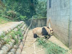 -中国大熊猫保护研究中心雅安碧峰峡基地