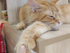 -藏猫猫咖啡主题馆(中央大道店)