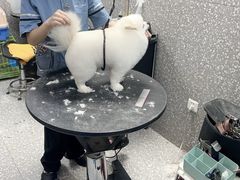 -宠物家(角门东店)