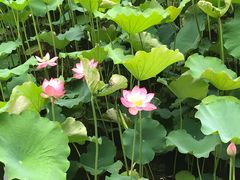 -韶山毛泽东同志故居