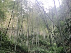 -午潮山国家森林公园