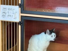 -御宝贝·A梦猫科宠物医院(国际猫友好医院)
