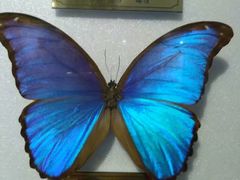 -上海昆虫博物馆