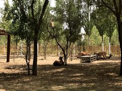 -亿利库布其七星湖沙漠生态旅游区