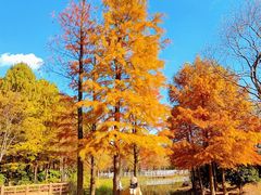 -顾村公园