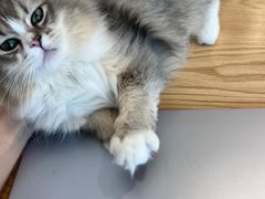 -有喵·猫咖·狗咖·30几只猫10只小狗(岗厦店)