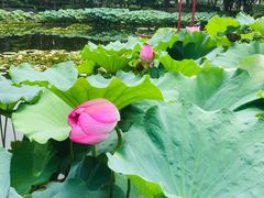 -陈家山荷花公园
