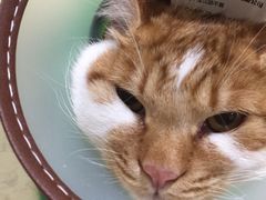 -米苏动物医院·犬猫专科·骨科外科内窥镜